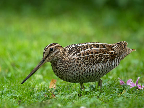 Hein kurppa Great Snipe Gallinago Media hein-kurppa-great-snipe-gallinago-media